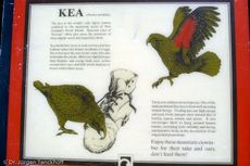 Kea (5 von 19).jpg